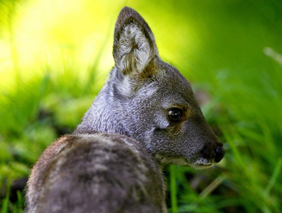 Сахалинская кабарга Moschus moschiferus sachalinensis