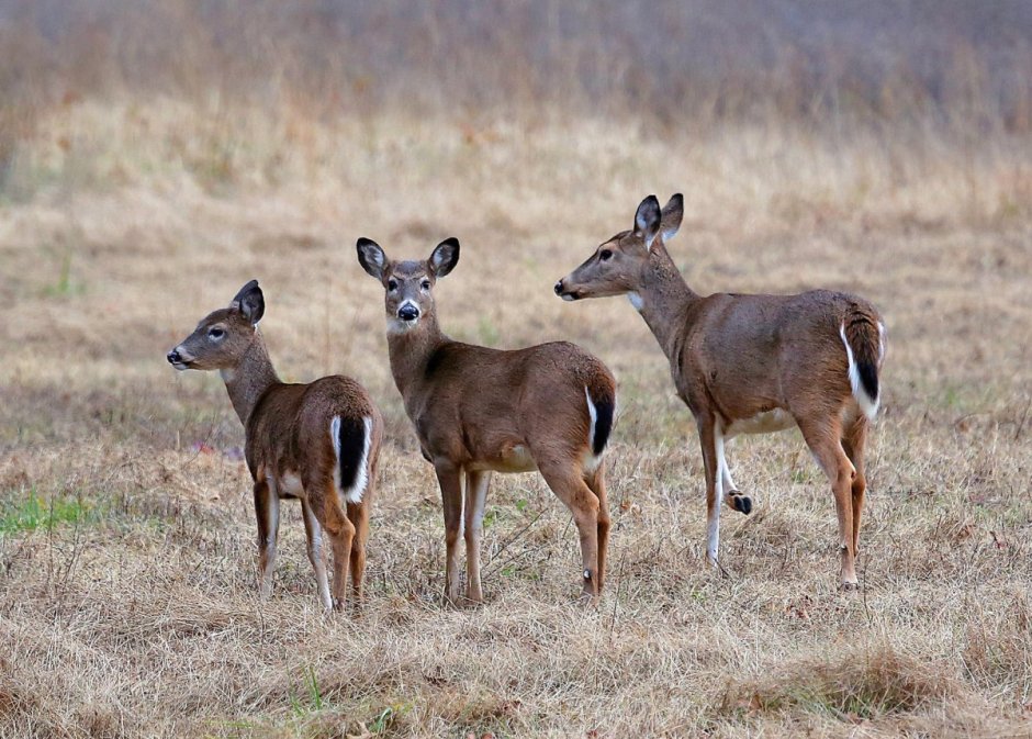 Саблезубый олень кабарга