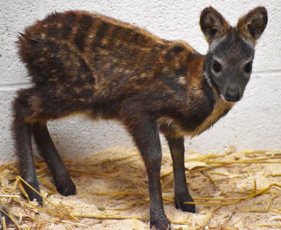 Кабарга детеныш