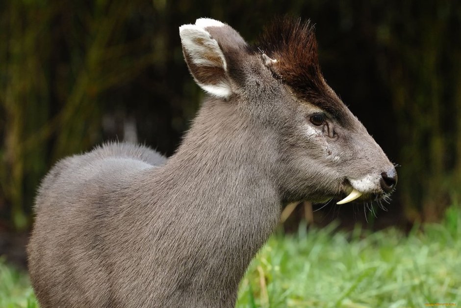 Сахалин Сахалинская кабарга