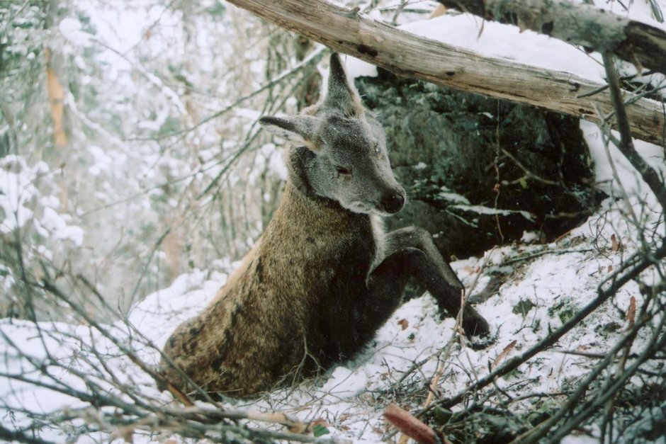 Сибирская косуля детеныш