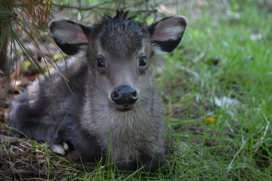 Кабарга в Якутии