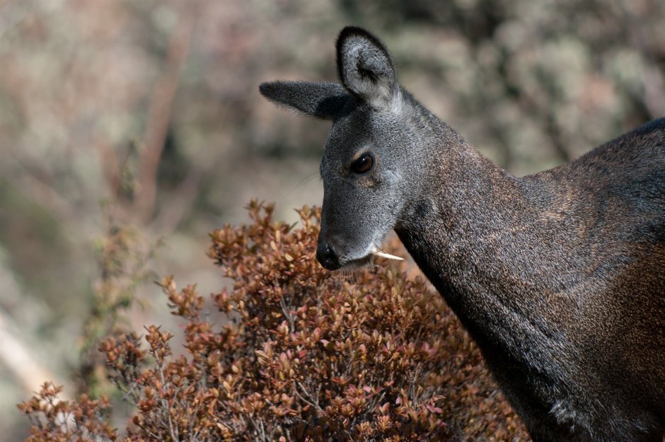 Сибирская кабарга