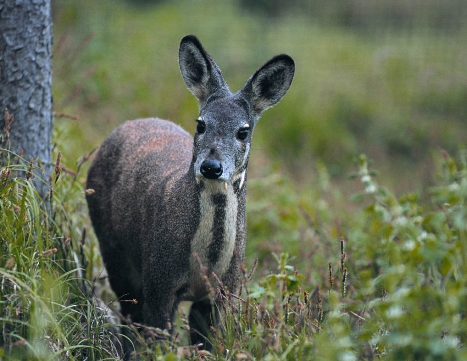 Кабарга самка