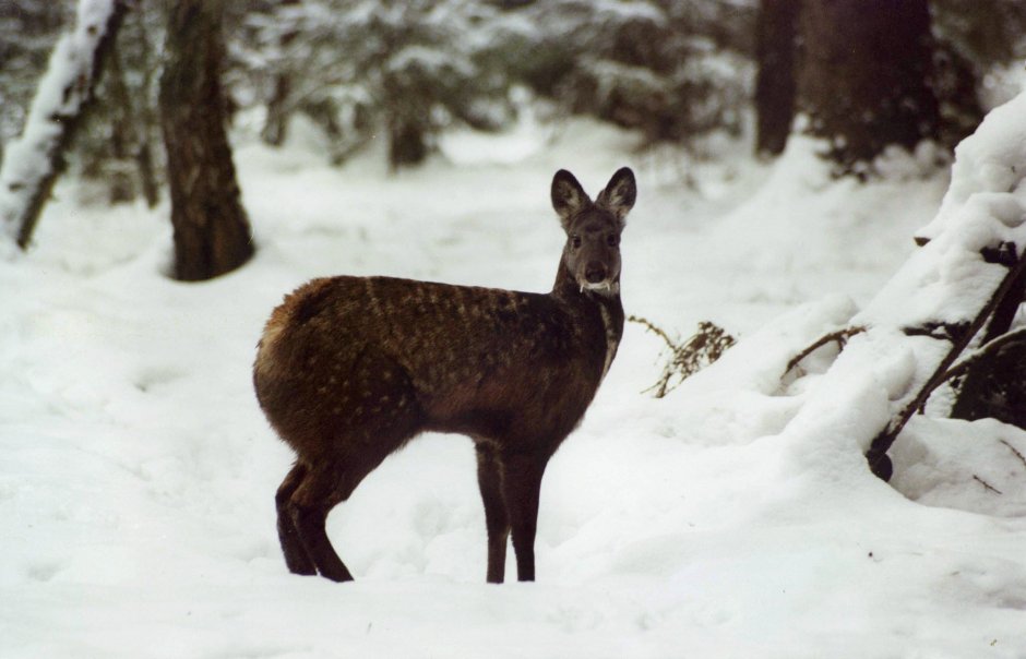 Сибирская кабарга