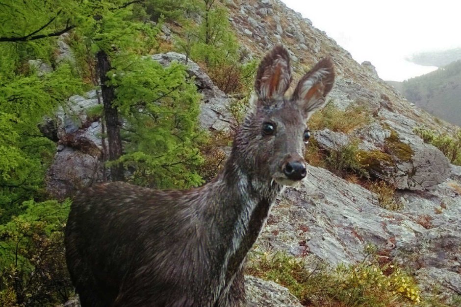Корейский водяной олень