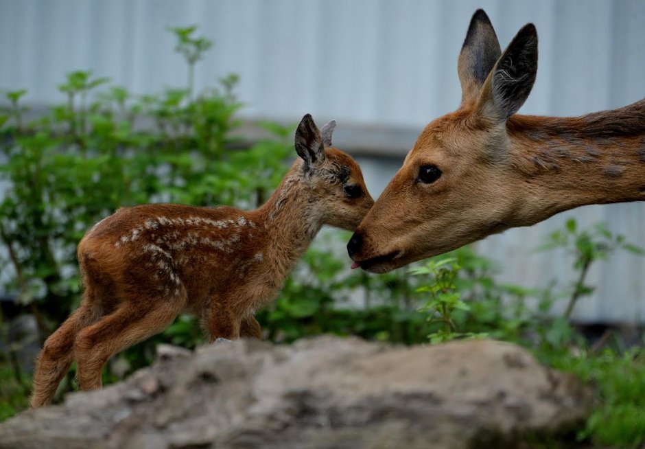 Забайкальская кабарга