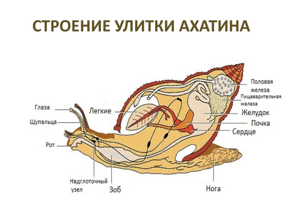 Ахатина гигантская