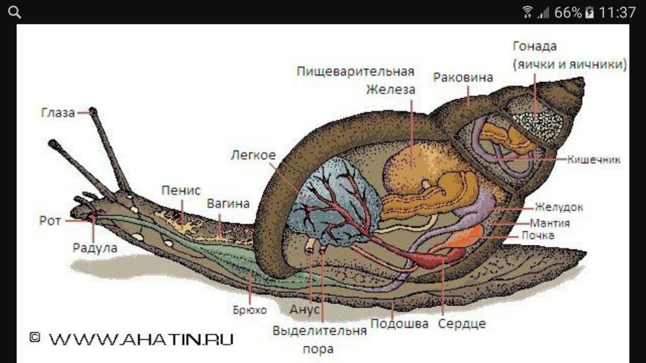 Икра улитки Helix aspersa.