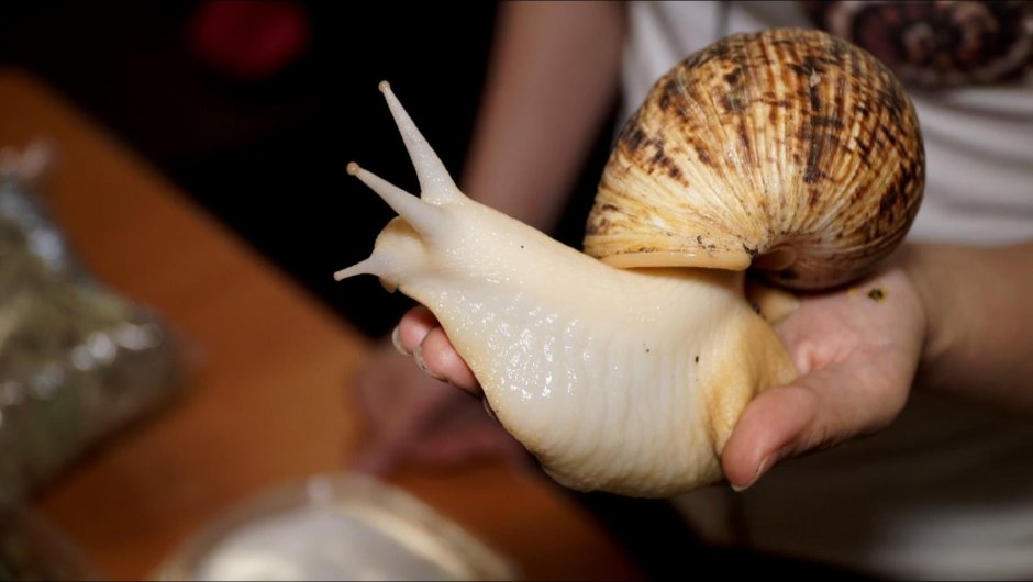 Садовая, улитка (Helix pomatia).
