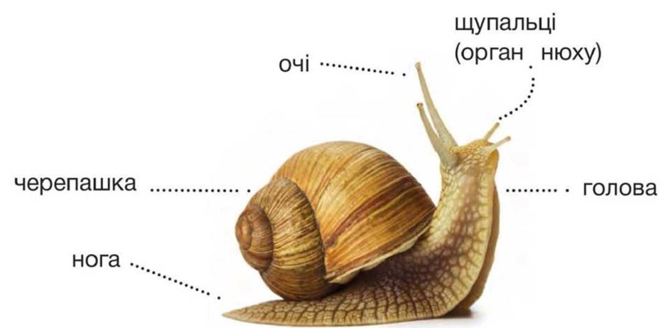 Улитка для детей