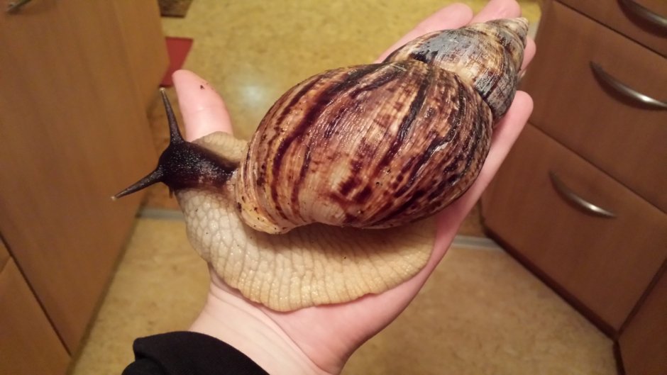 Ахатина гигантская улитка