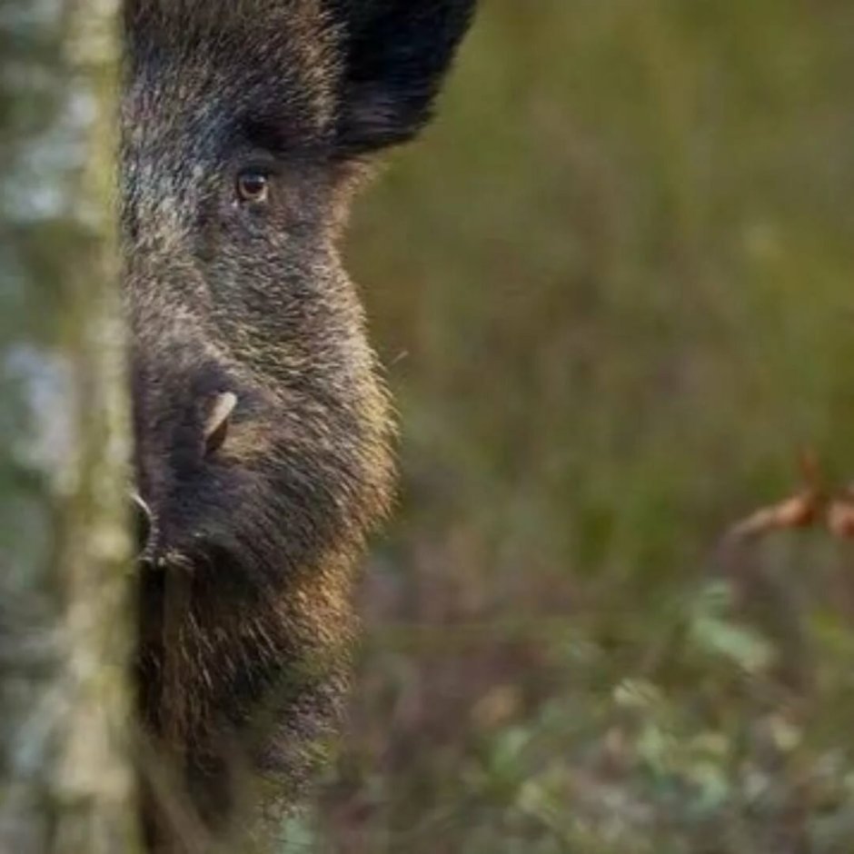 Кабан смешной