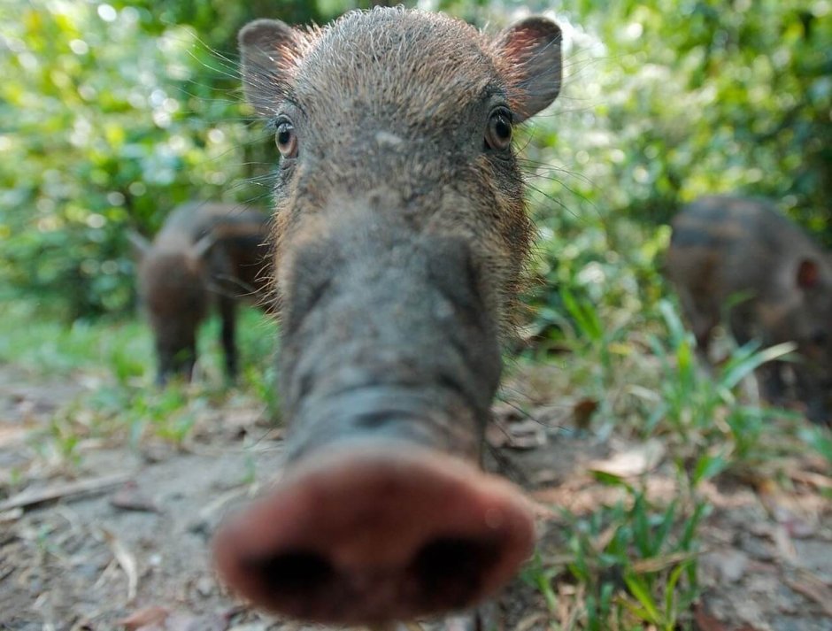 Дикая свинья