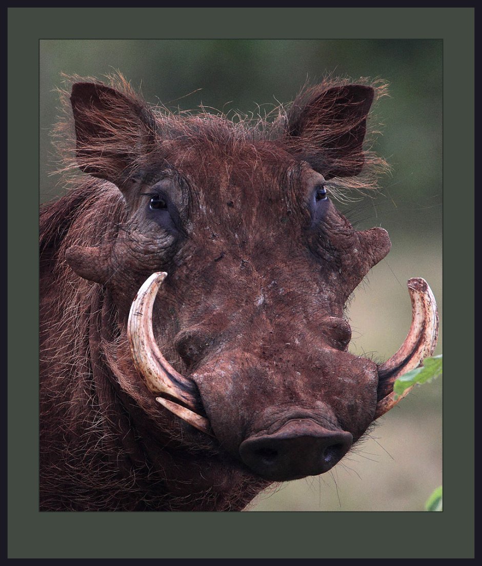 Бородавочник Пумба