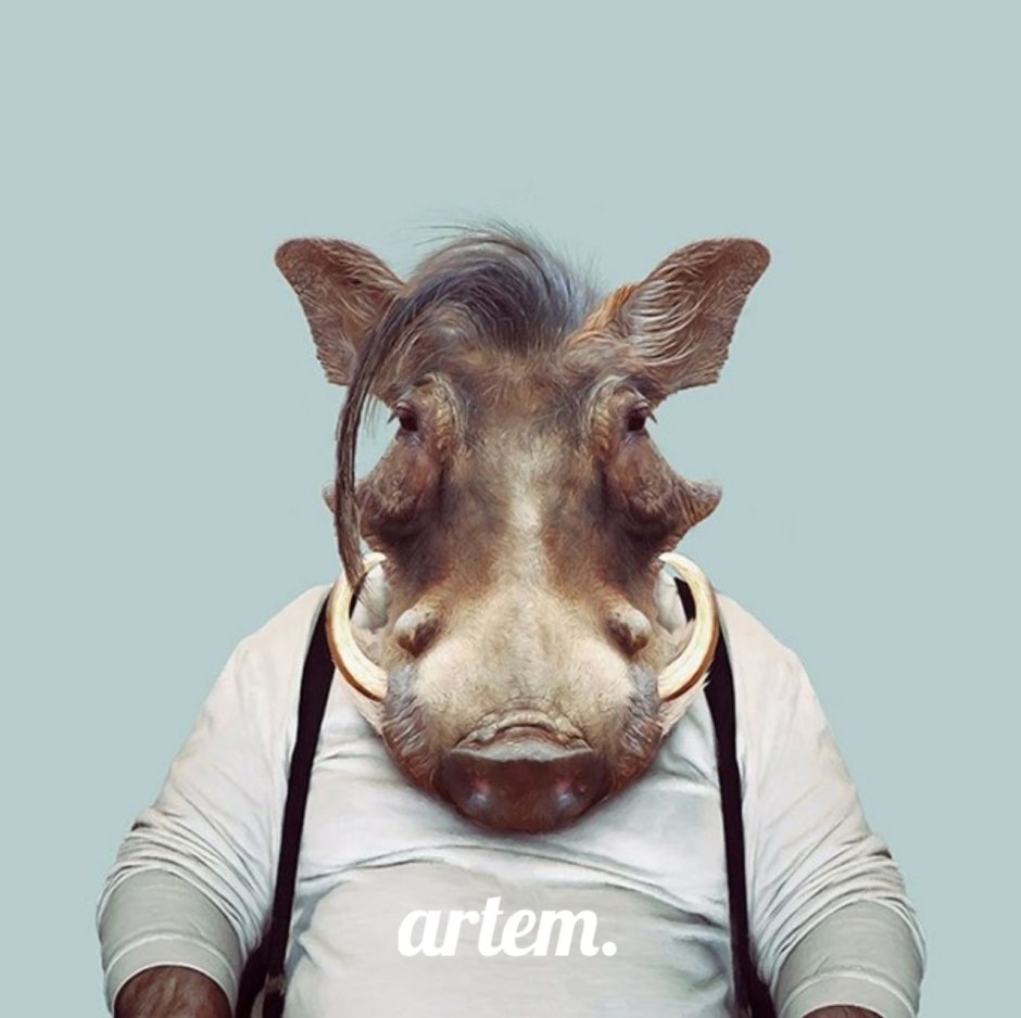 Животные в костюмах