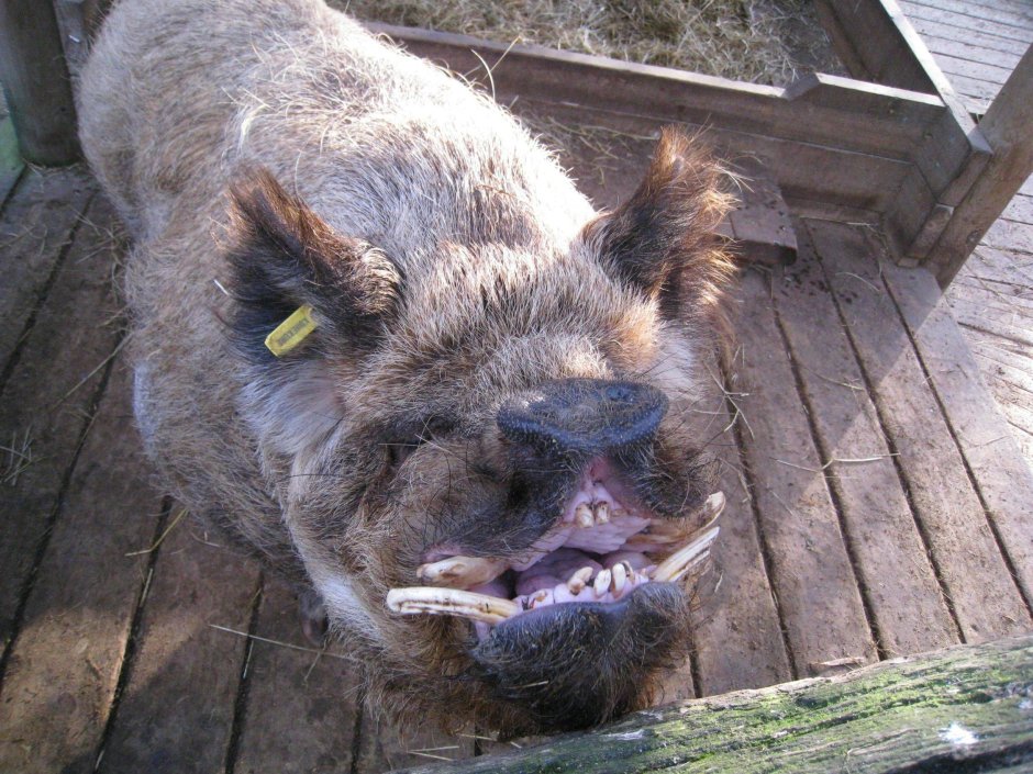 Смешные свиньи