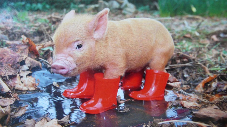 Веселый поросенок