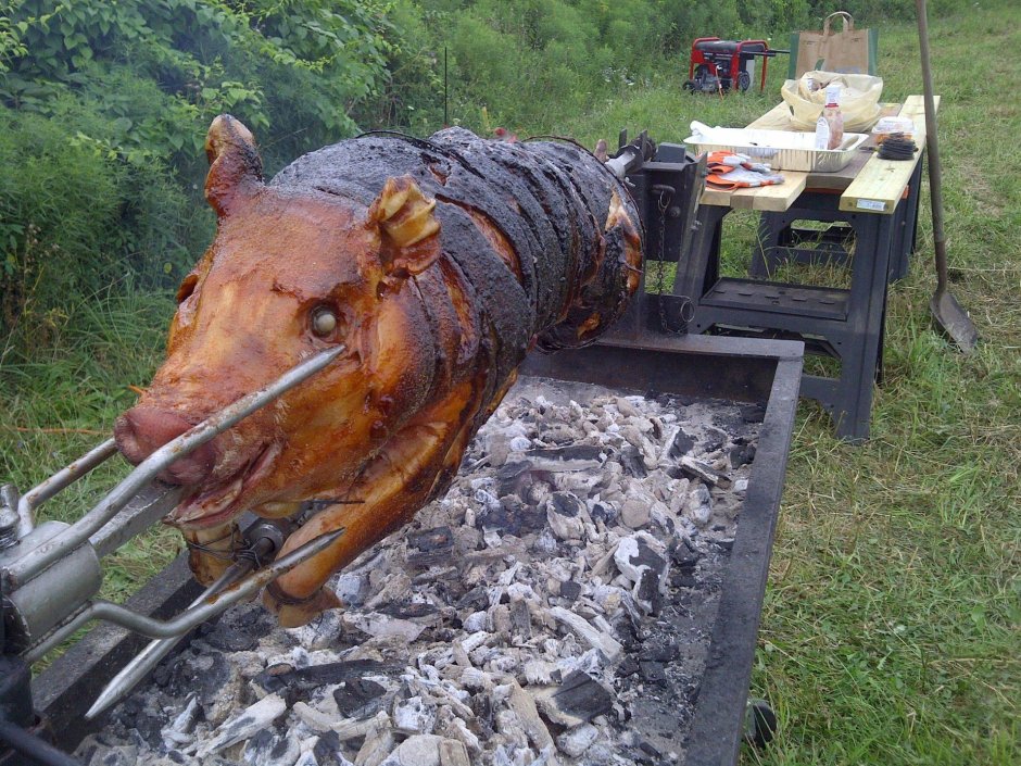 Дикий кабан смешной