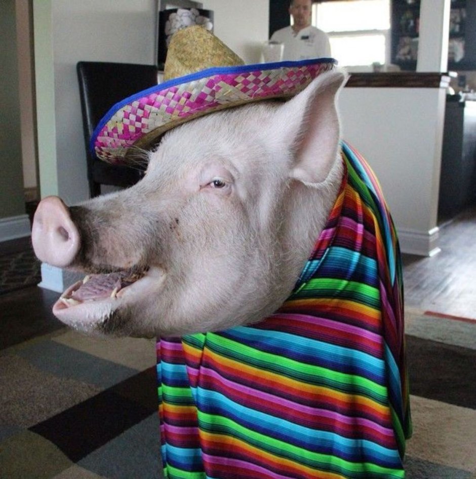 Смешные свиньи