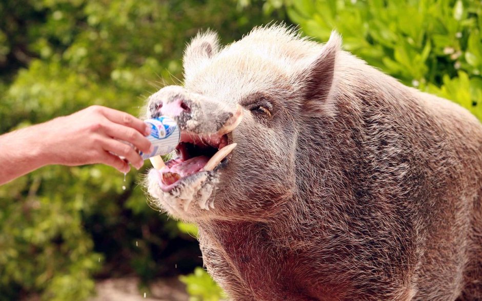 Кабан смешной