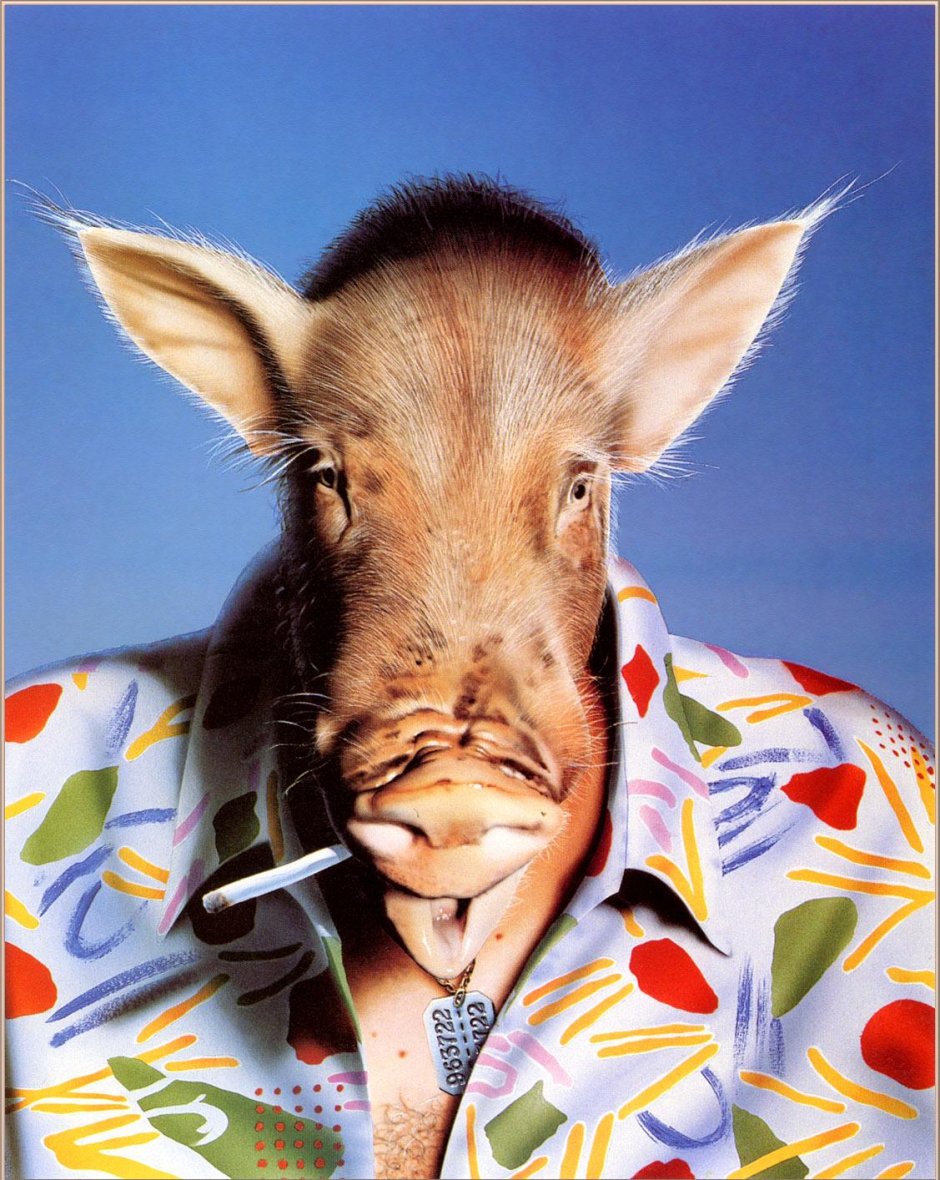 Свинья с сигаретой