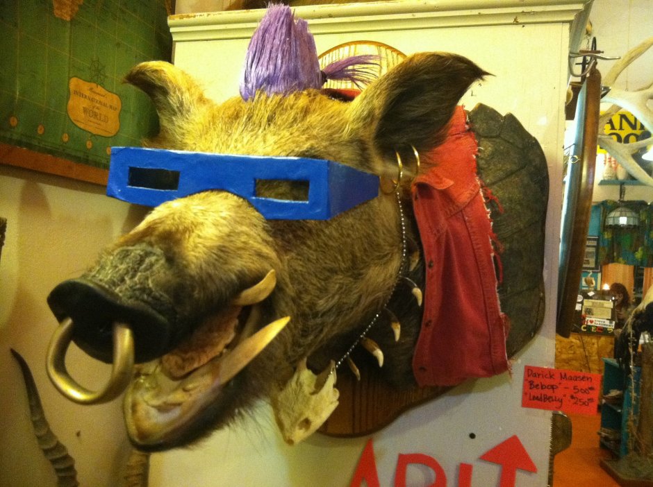 Кабан смешной