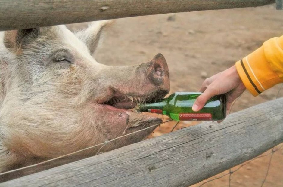 Свинья в короне