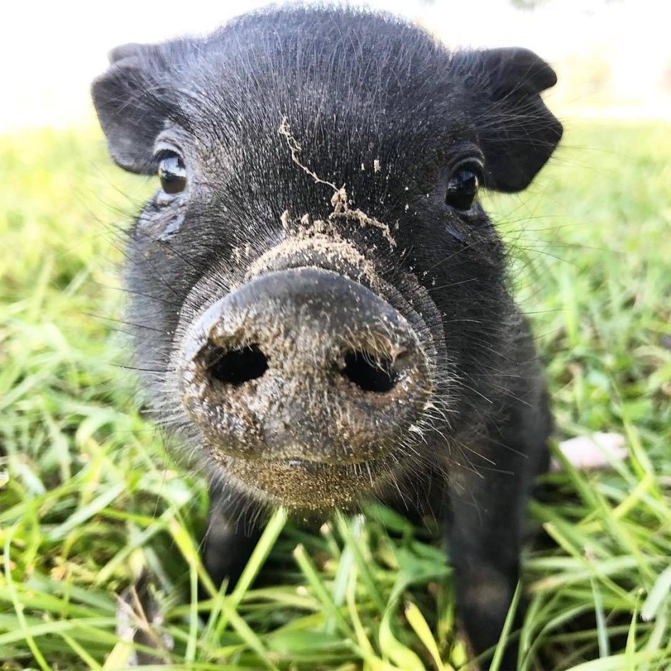 Черные поросята порода