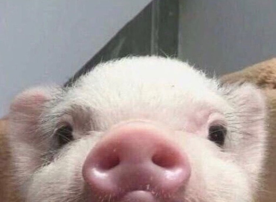 Свинка на аву