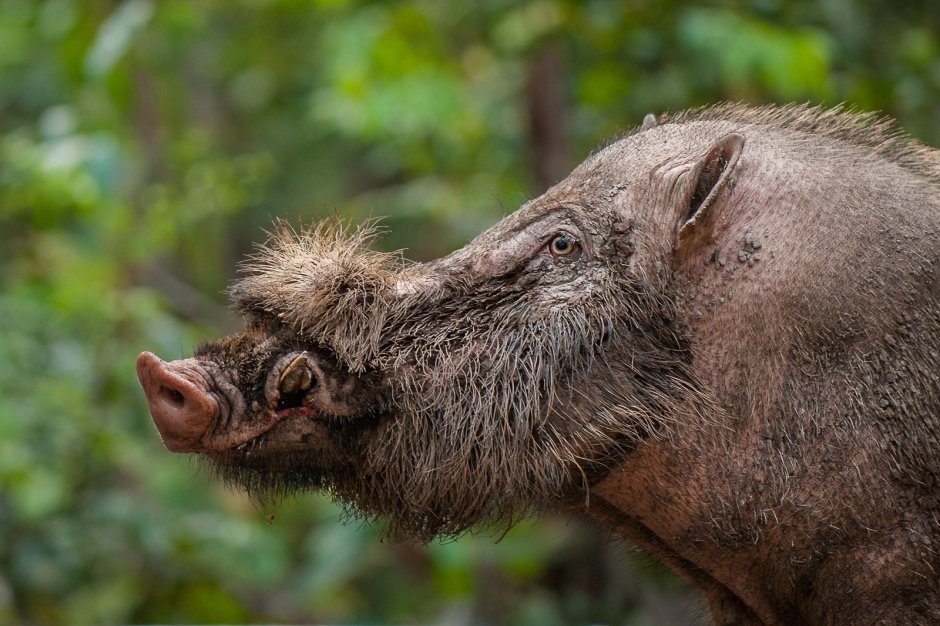 Иноске кабан