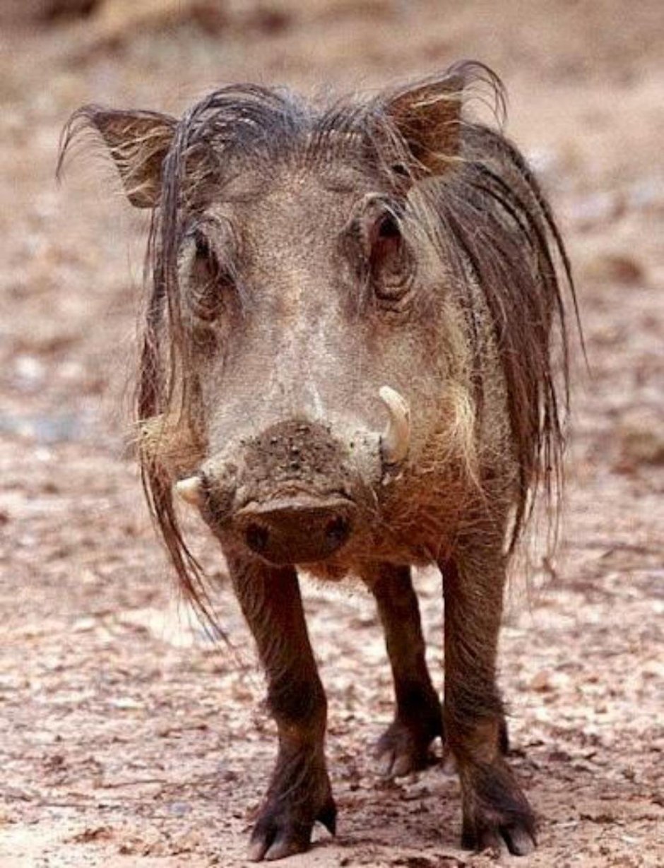 Кабан смешной