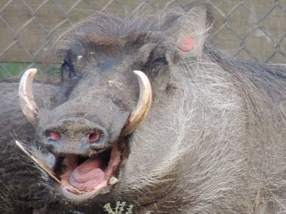 Бородавочник смешной