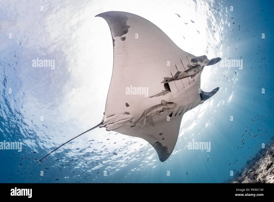 Скат Манта в прыжке