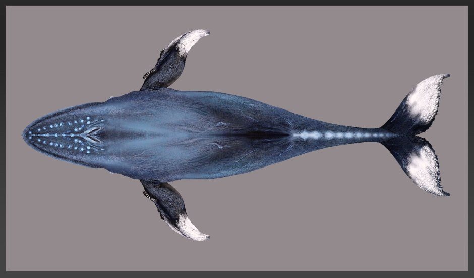 Китайский Дельфин (Sousa chinensis)