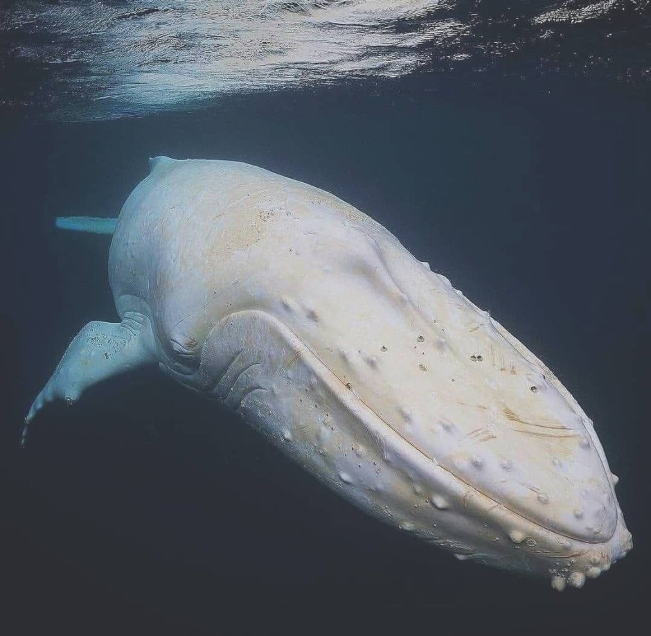 Водные млекопитающие