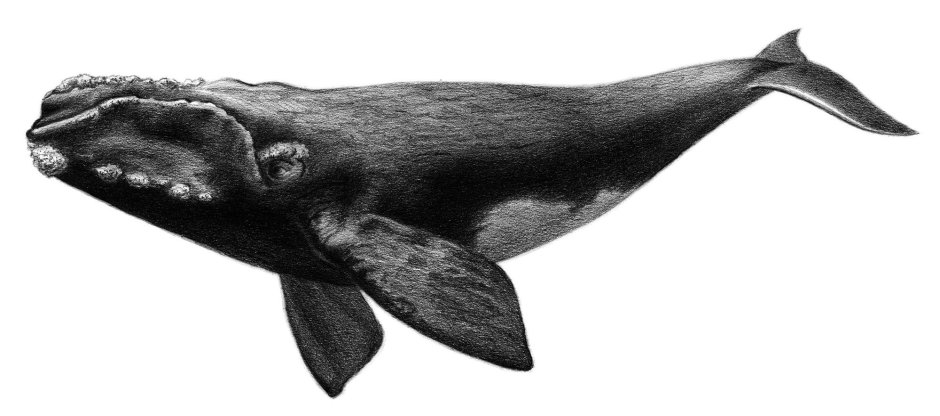Морские млекопитающие китообразные
