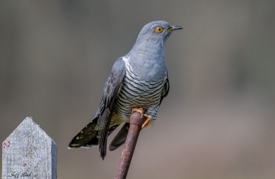 Кукушка Cuckoo