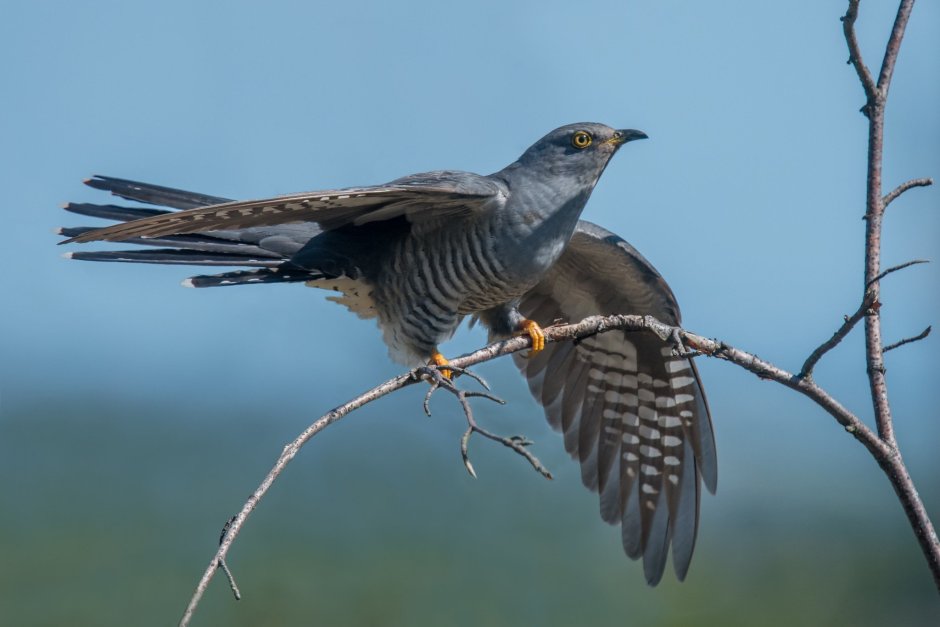 Кукушка Cuckoo