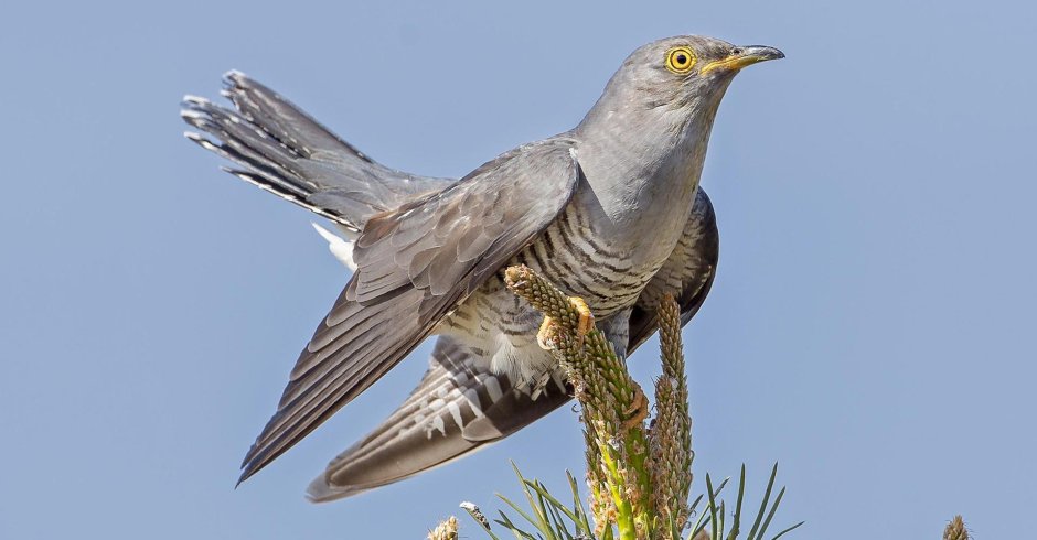 День кукушки (Cuckoo Day) — Шотландия