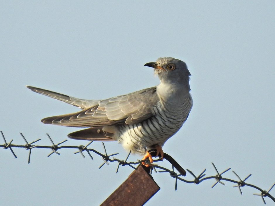 Птица Cuculus canorus