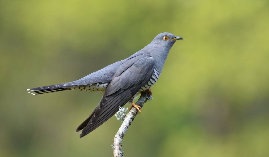Кукушка – Cuculus canorus l.