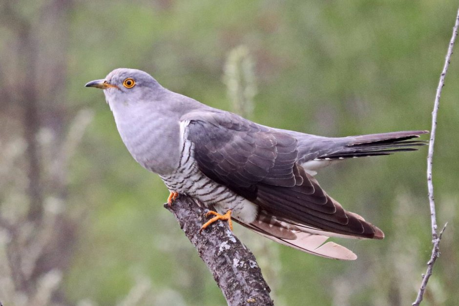 Глухая Кукушка Cuculus saturatus