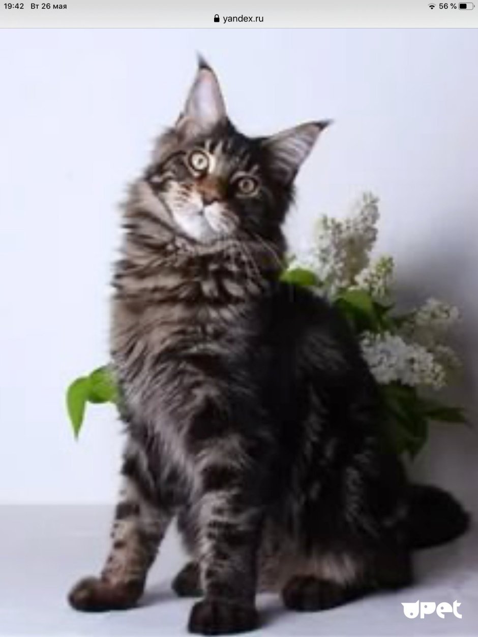 Кот Мейн кун черный мрамор