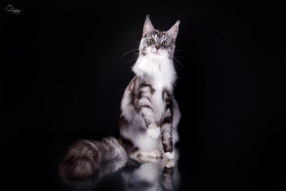 Котенок Мейн кун черный мраморный