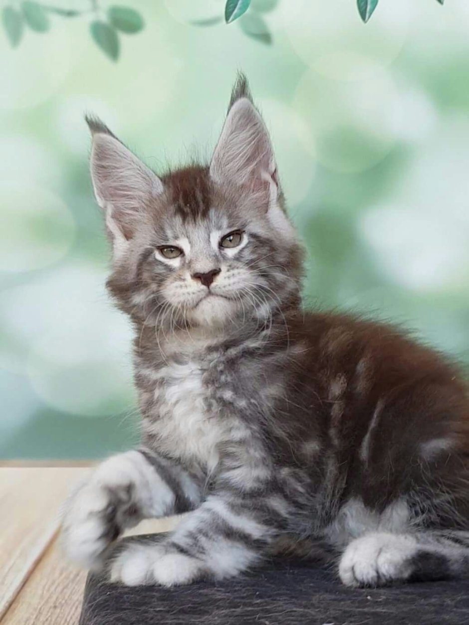 Котенок Мейн кун серый мрамор