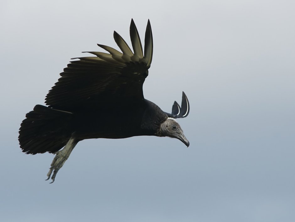 Coragyps atratus