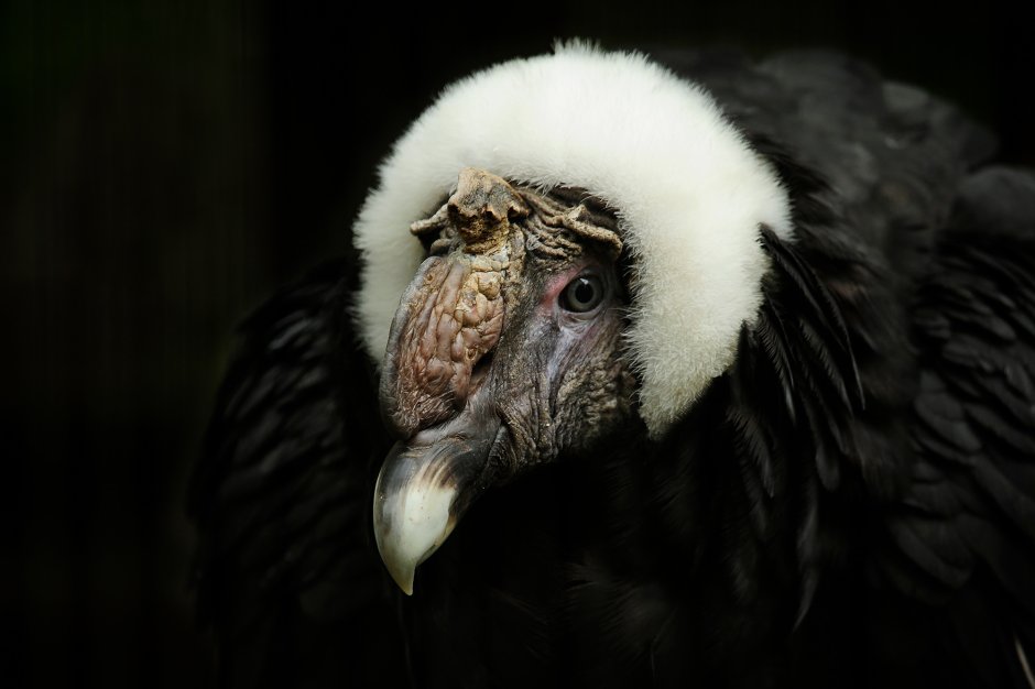 "New World Vultures"