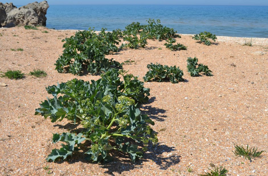 Чайка Азовское море