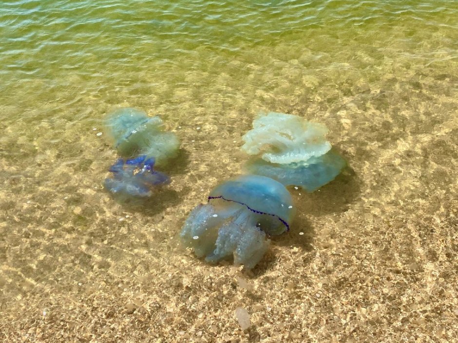 Павло-Очаковская коса Азовское море